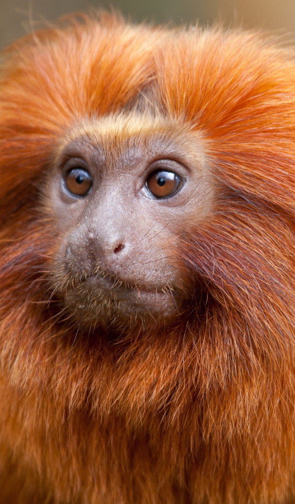 Рыжая обезьяна