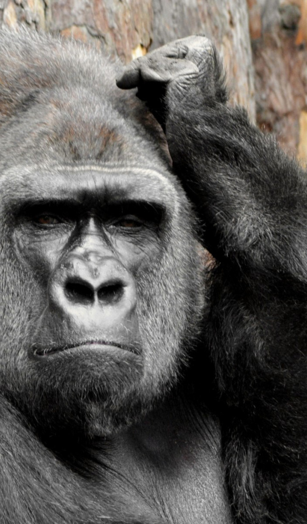 Горилла
