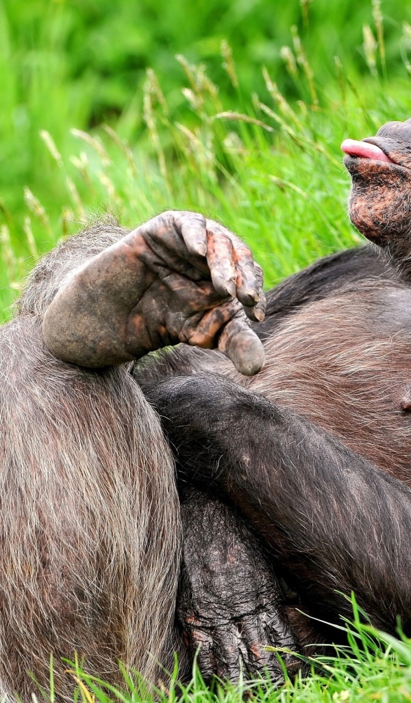 Обезьяна на траве