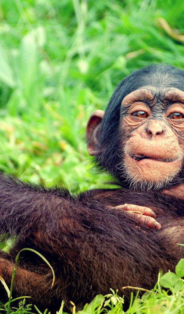 Мартышка на траве