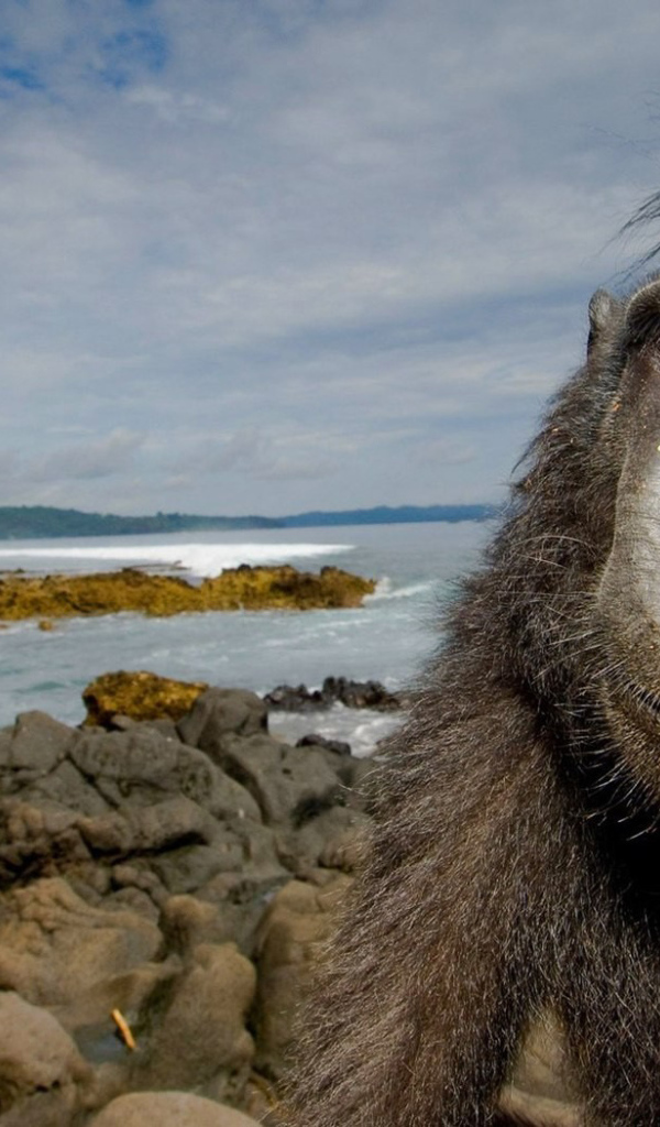 Обезьяна на побережье