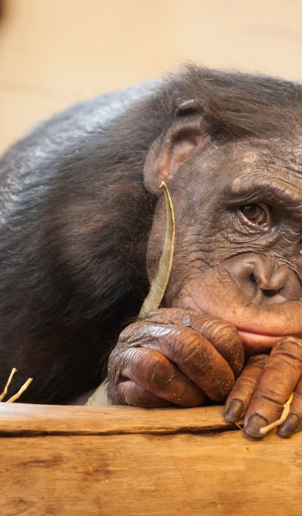 Грустная обезьяна