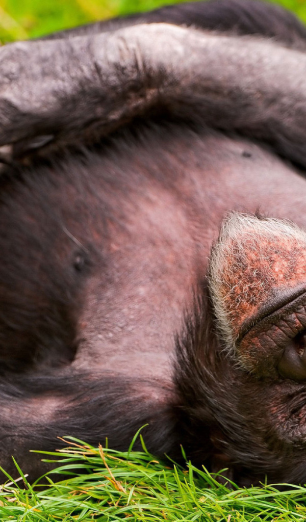 Спящая обезьяна