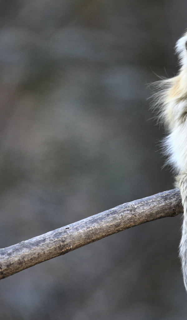 Маленькая обезьянка