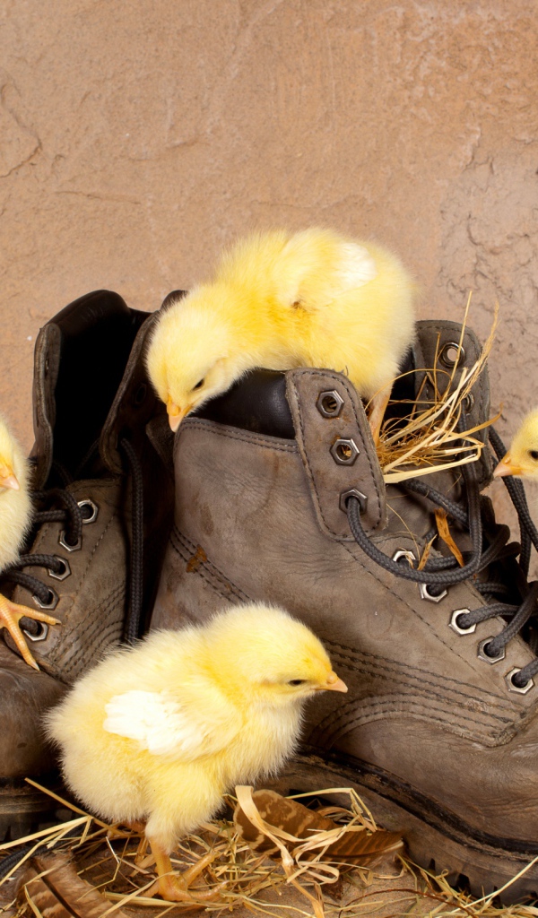 Цыплята в ботинках