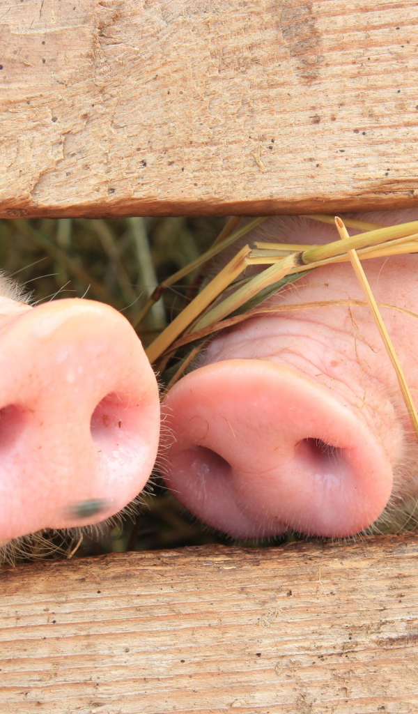 Поросячьи пяточки