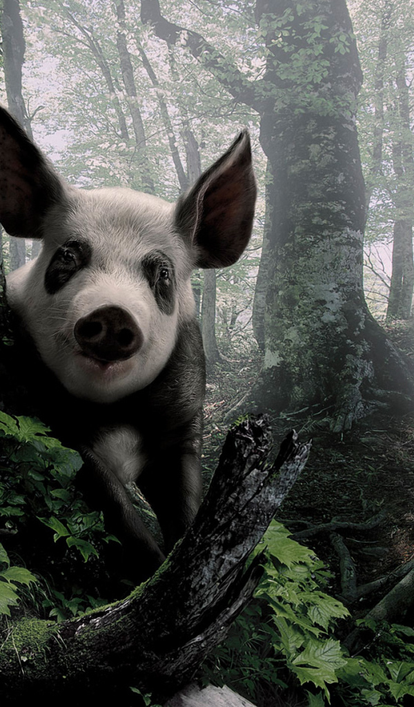 Свинья в лесу