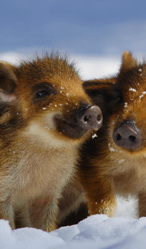 Дикие поросята