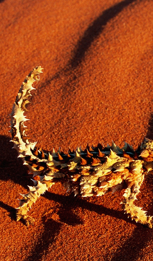 Колючая ящерица