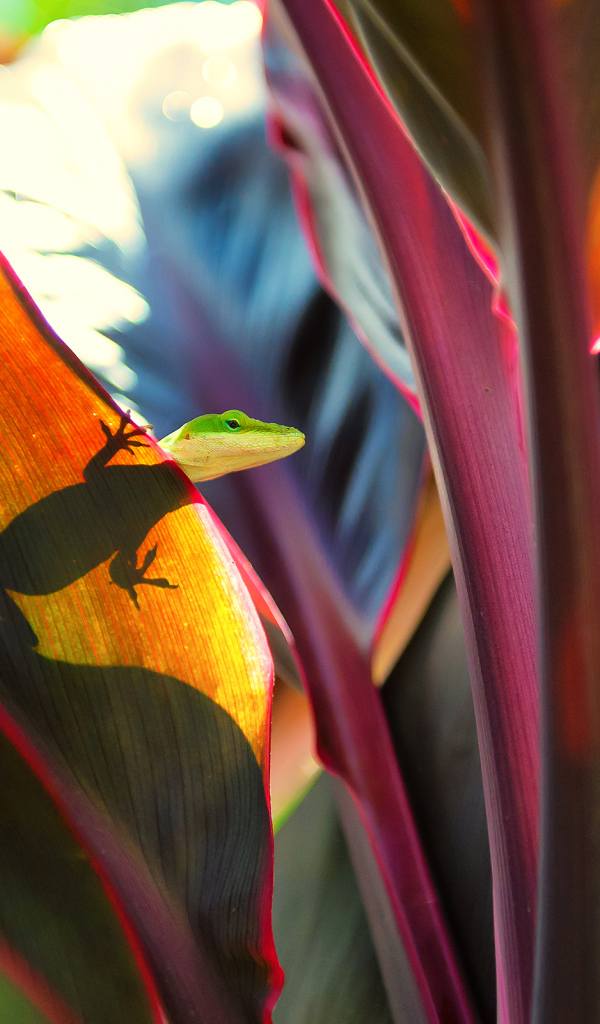 Ящерица на широких листьях