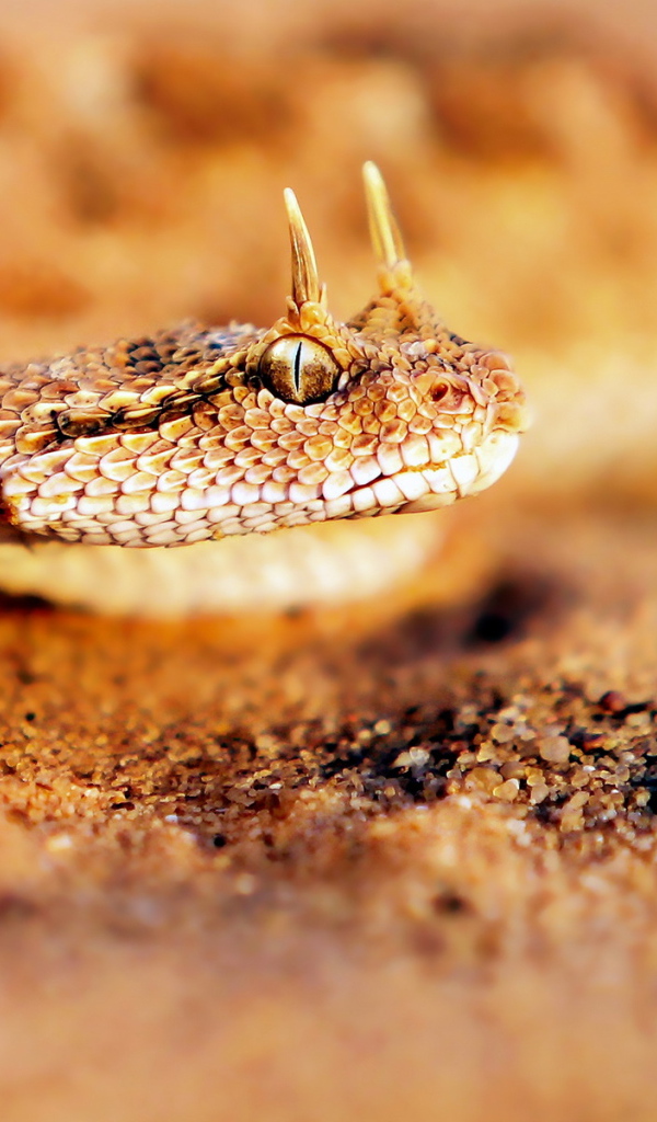 Песчаная рогатая змея