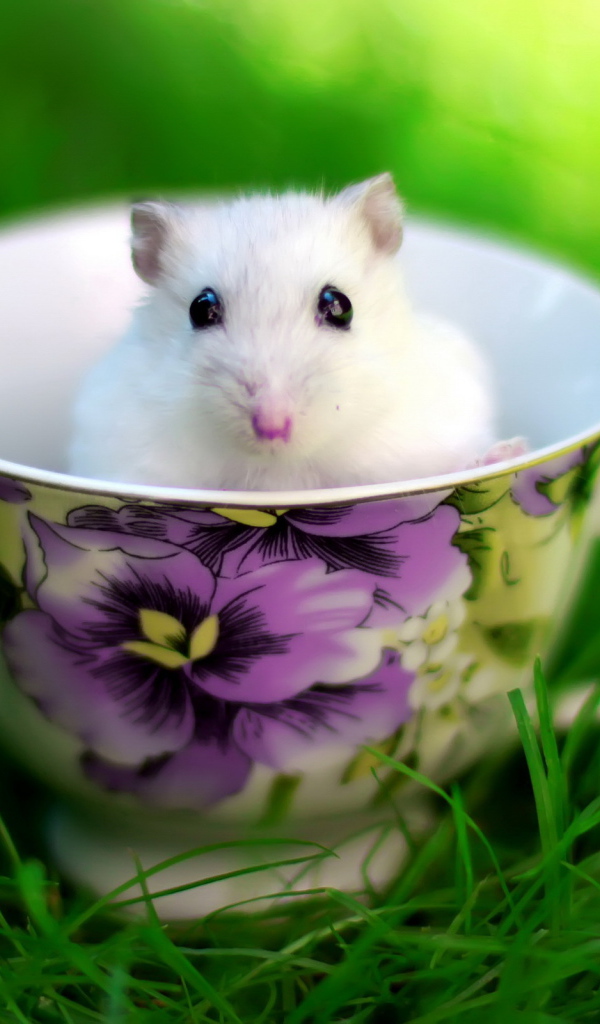 Мышка в чашке