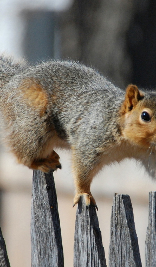 Белка на заборе