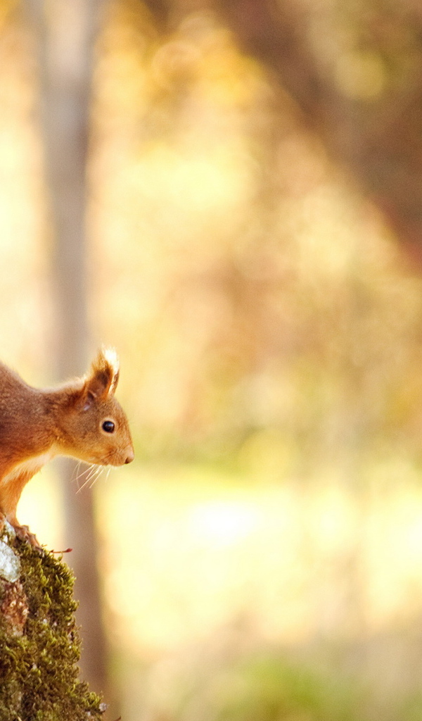 Белка на дереве