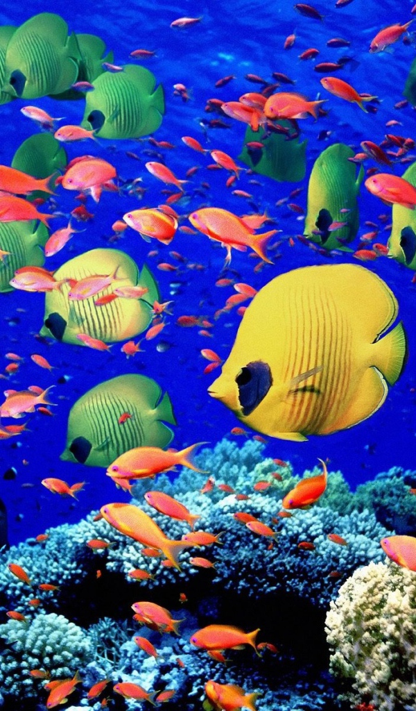 Красочные рыбки