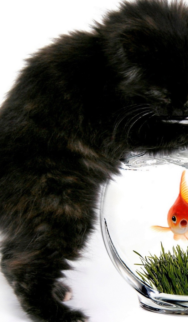 Кошка и рыбка