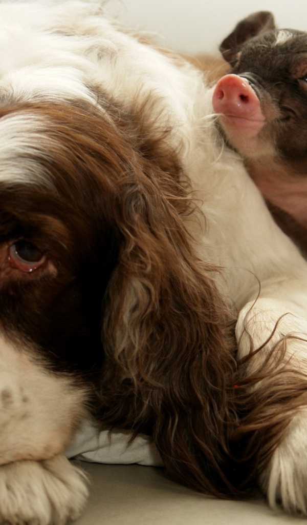 Собака и поросенок