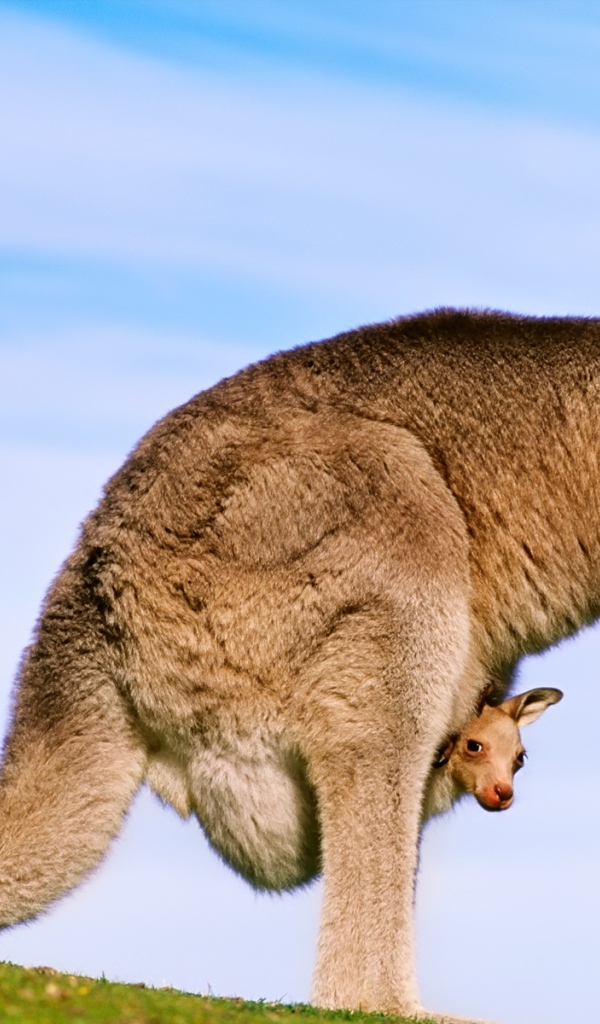 Кенгуру с детенышем