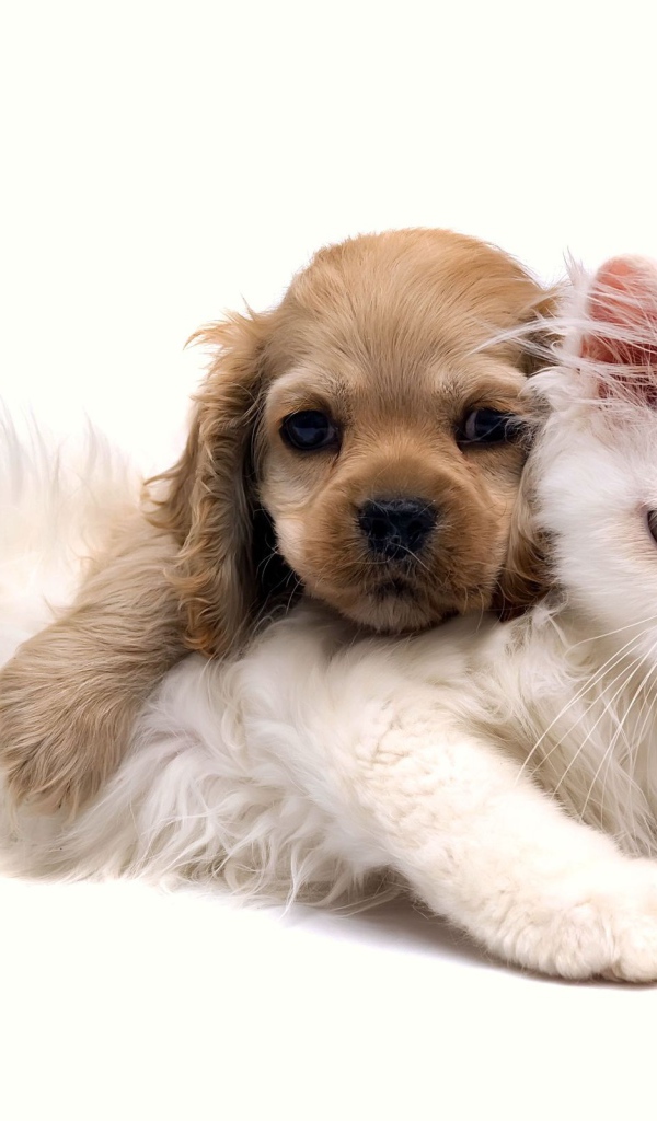 Белая кошка и щенок