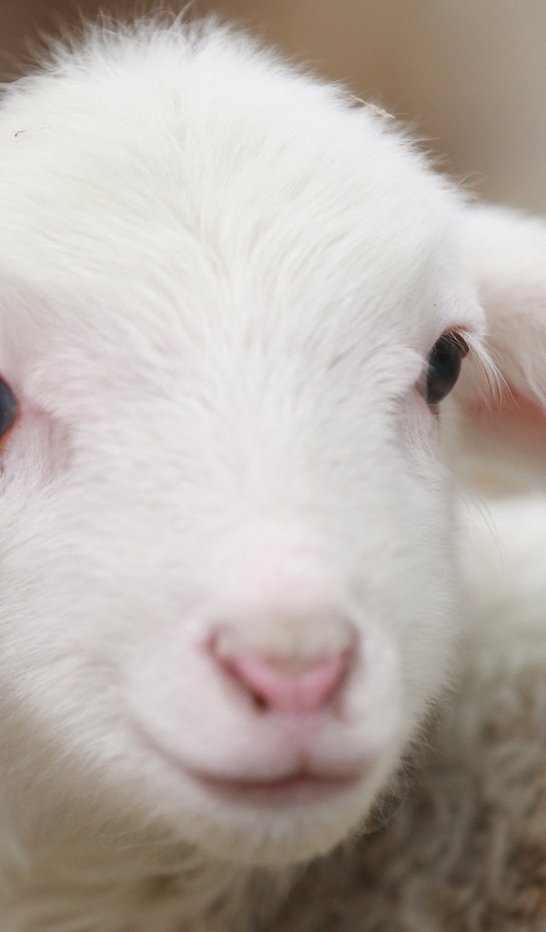 Молодая овечка