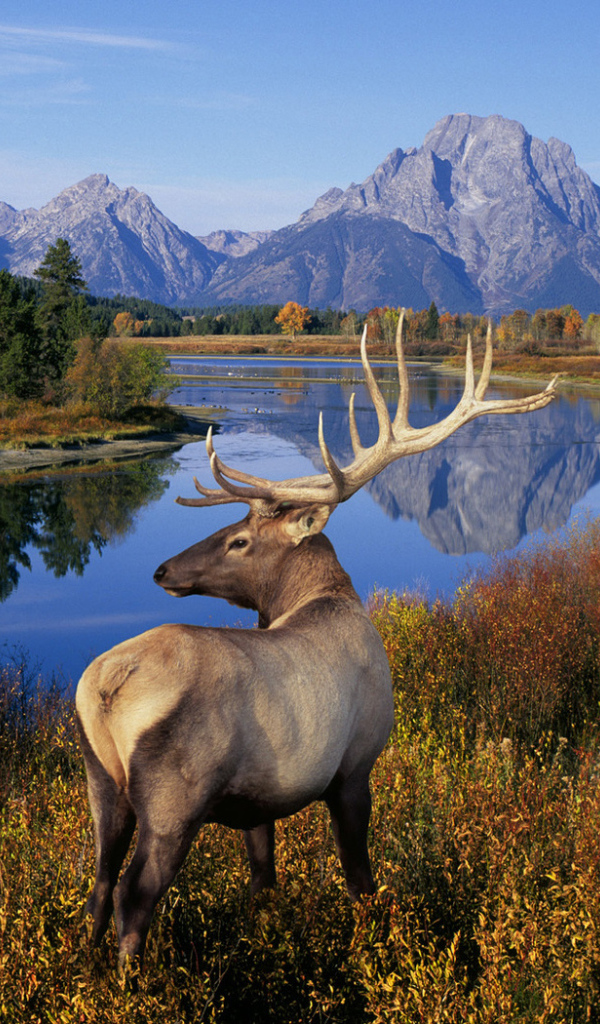 Олень у реки