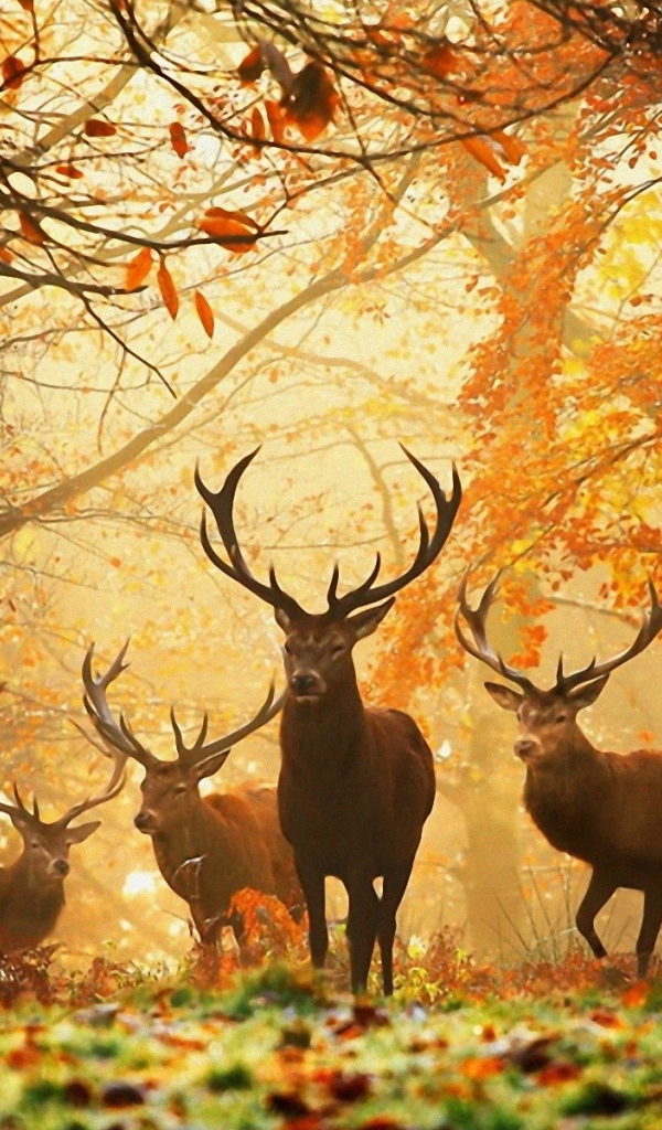 Олени в лесу