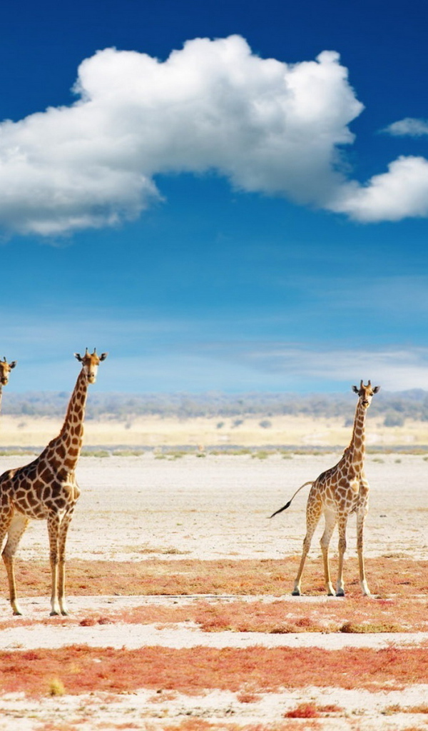 Жирафы в саванне