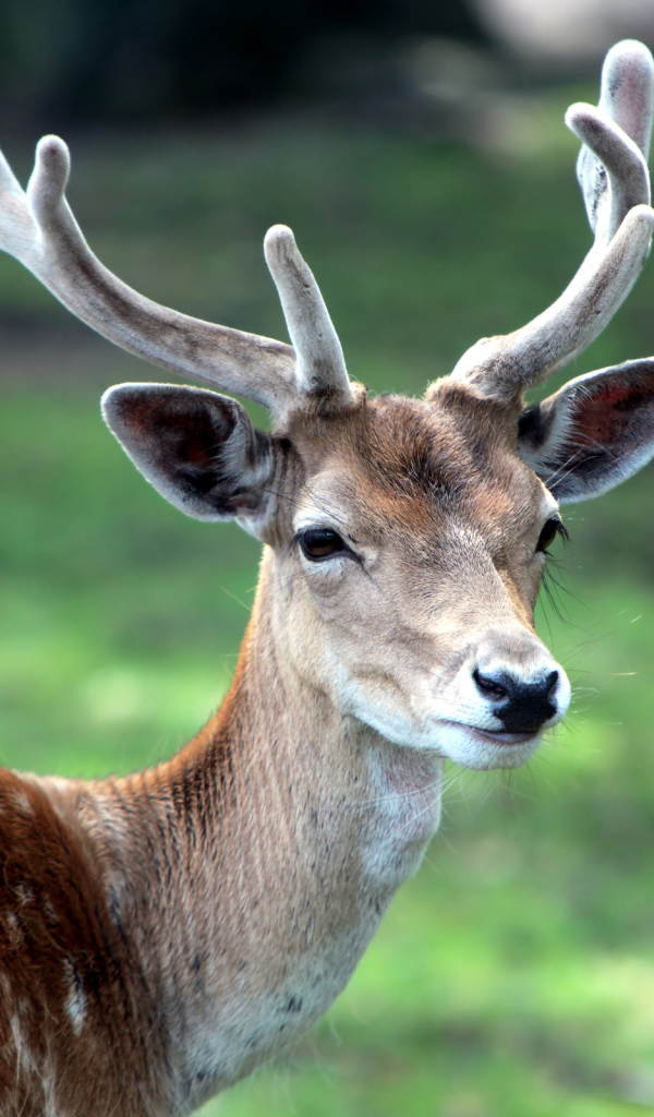 Рогатый олень