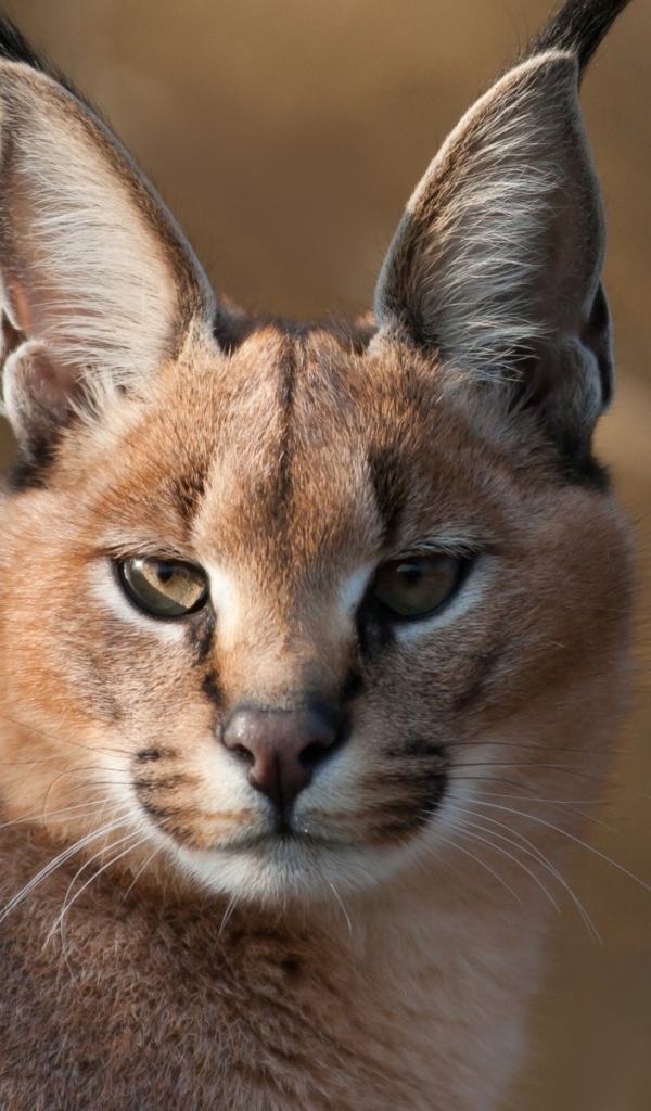 Дикий каракал