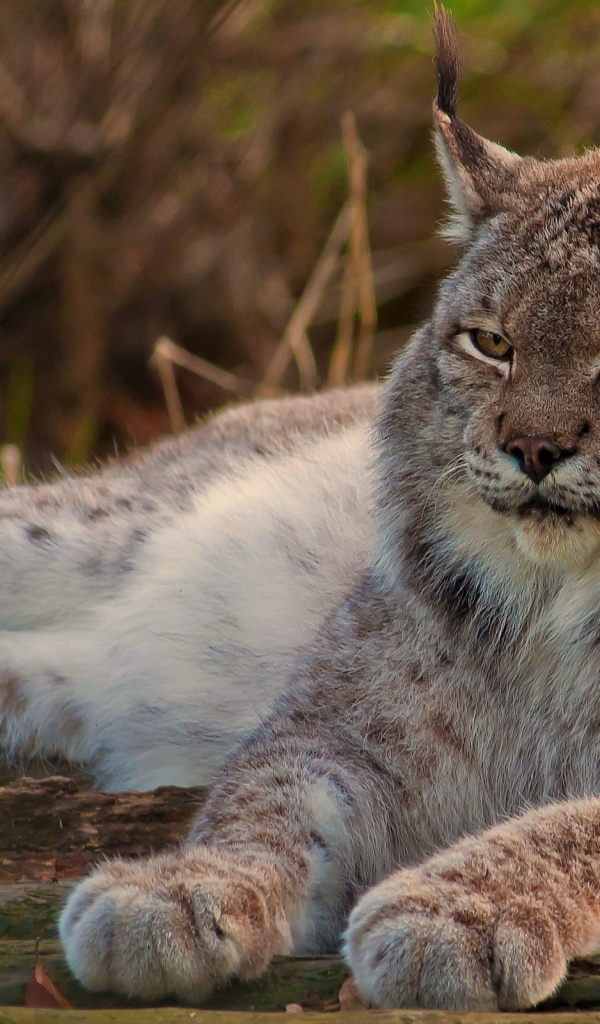Рысь канадская
