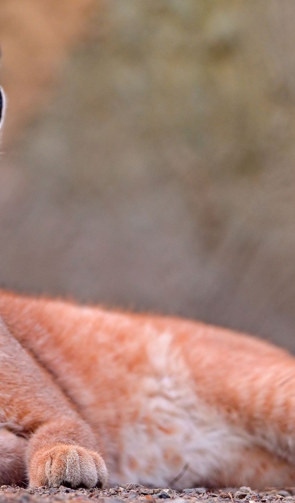 Степная рысь