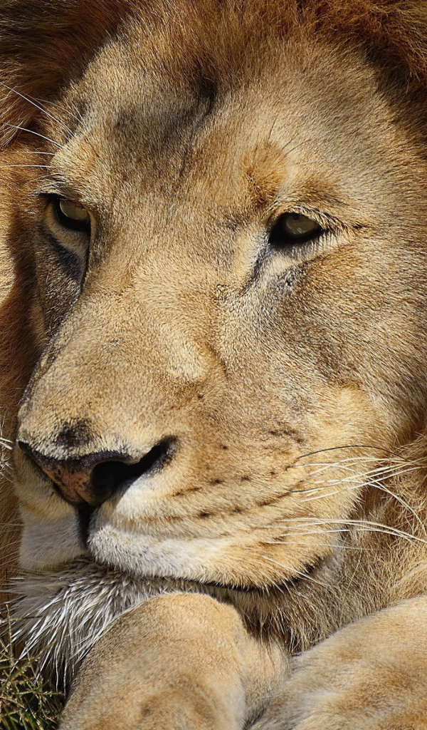 Царь зверей