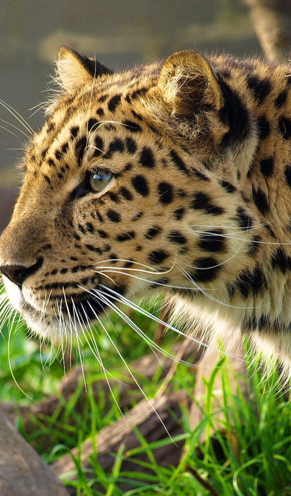 Леопард уссурийский