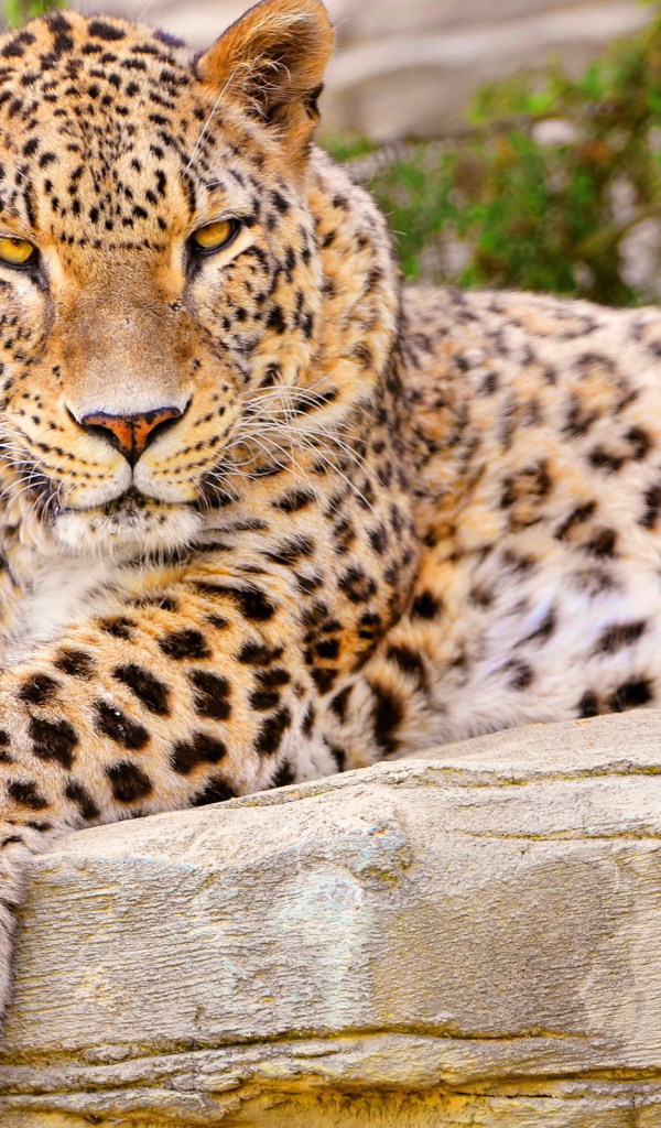 Леопард на камне