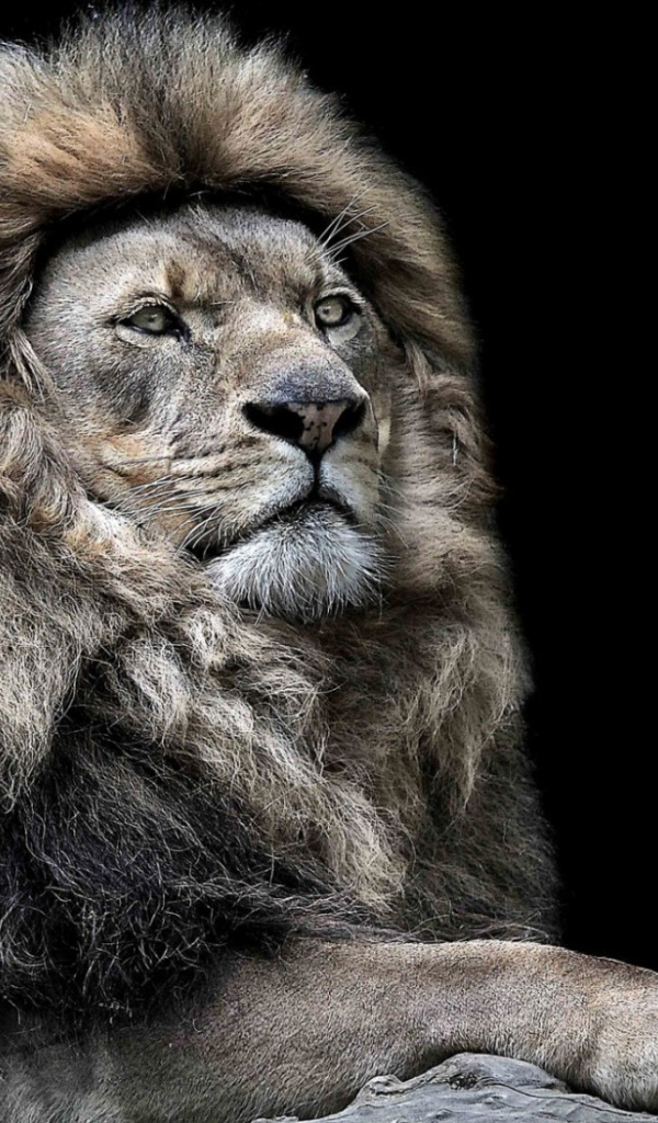 Лев - царь зверей