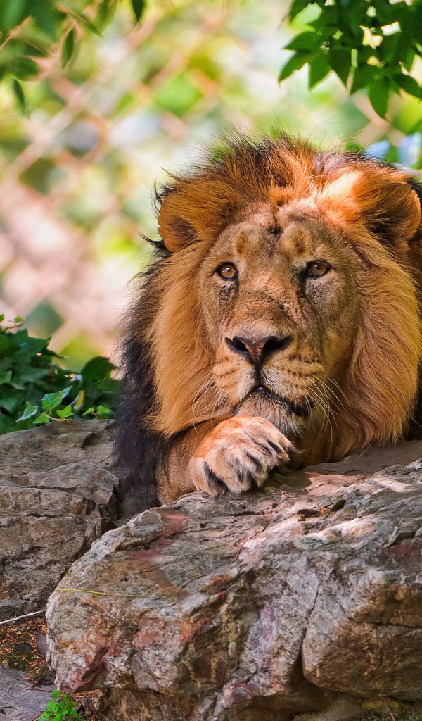 Лев за камнем