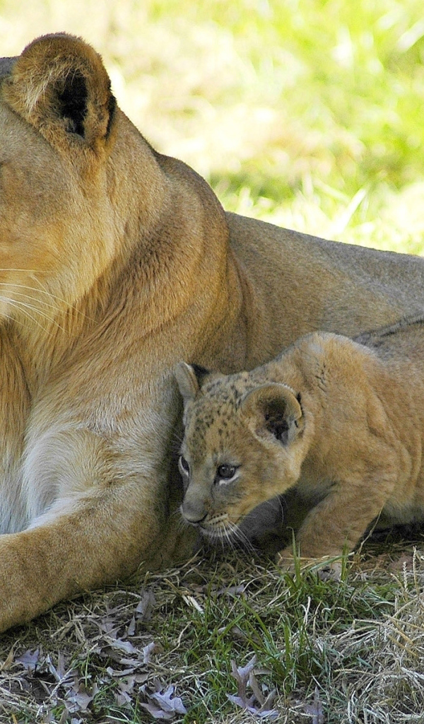 Львица и малыш