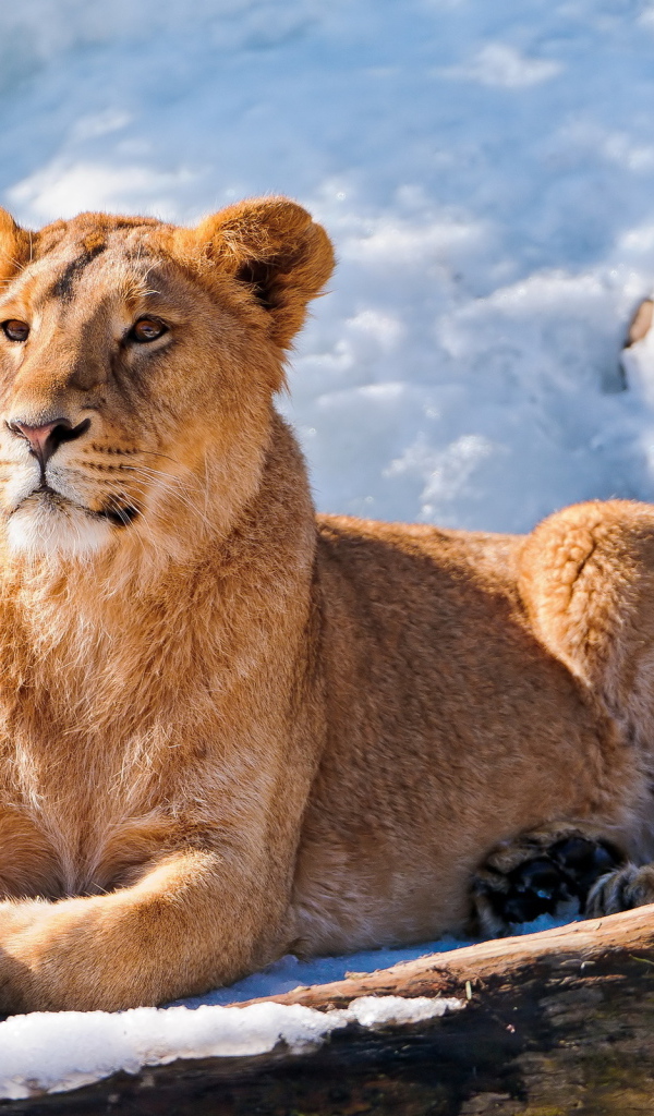 Львица на снегу