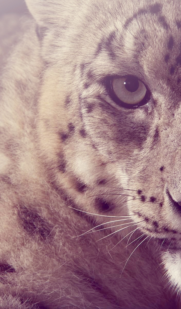 Взгляд снежного барса