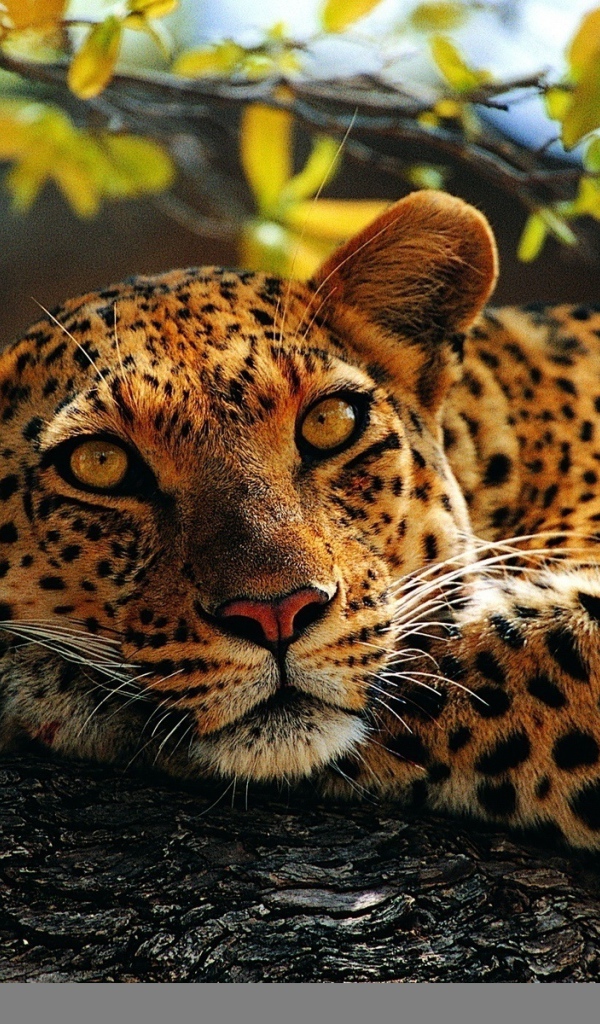 Милый леопард