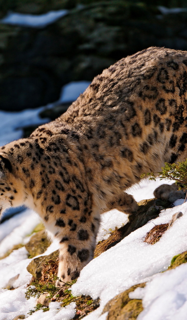 Хищная кошка