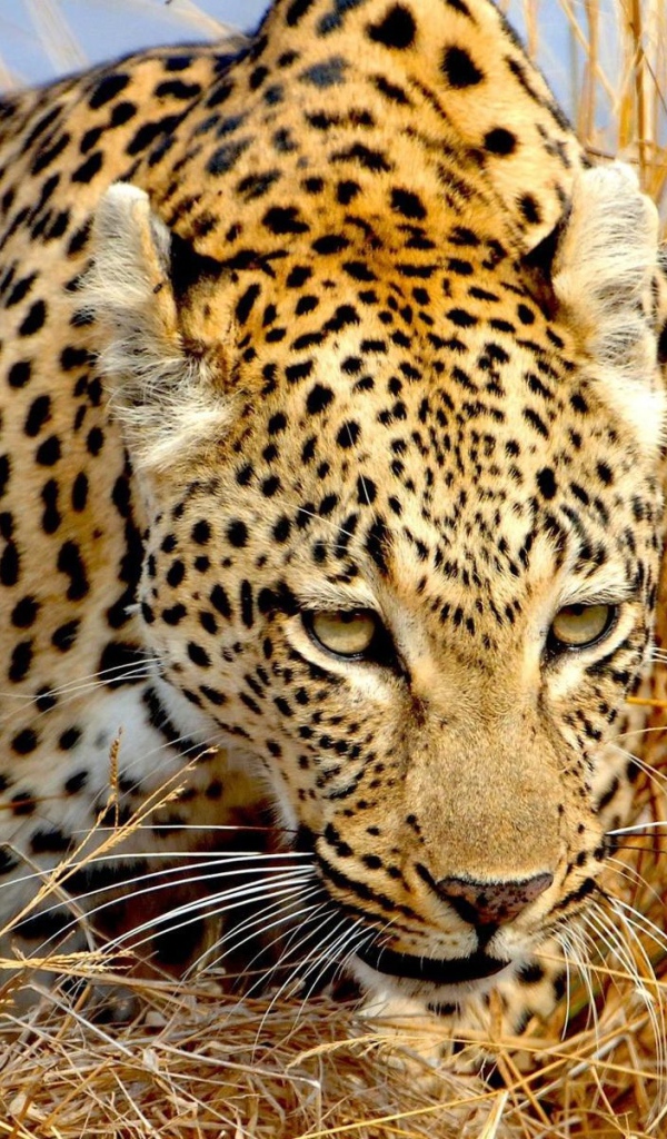 Крадущийся леопард