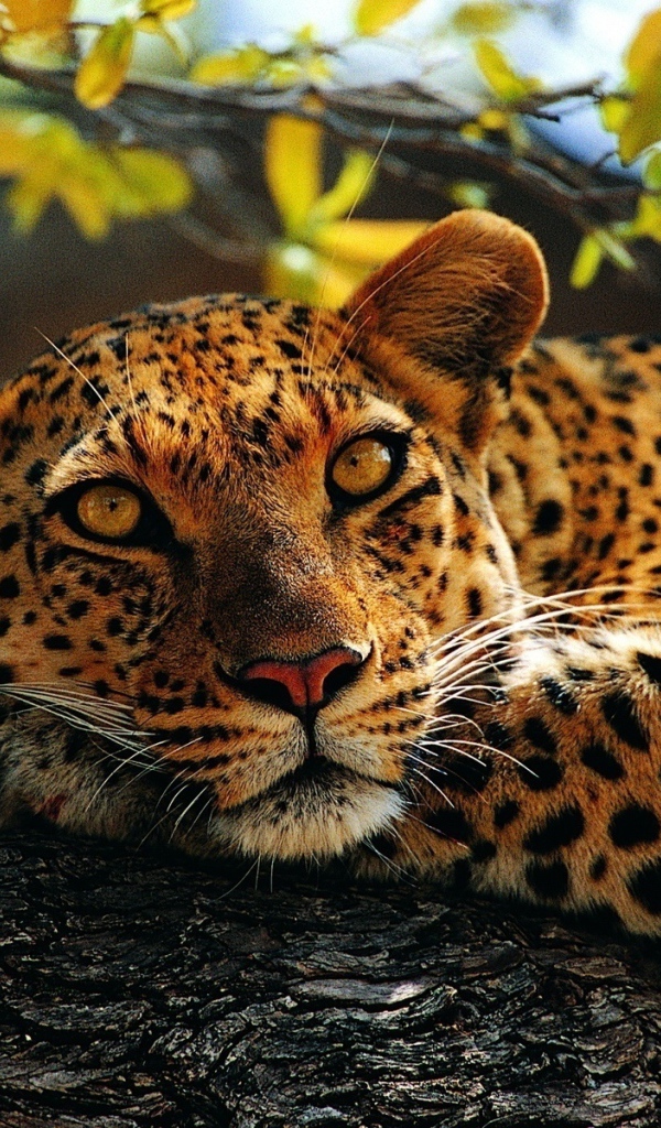 Отдыхающий леопард