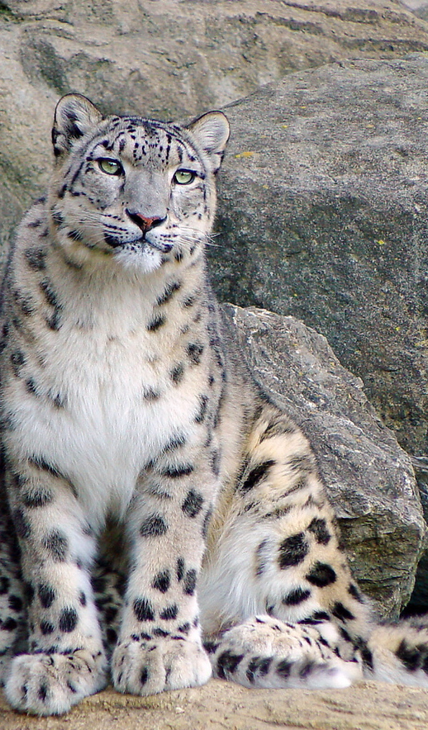 Снежный барс и котенок