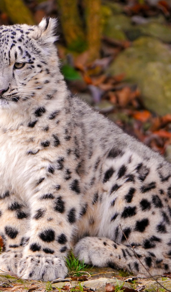 Котенок снежного барса