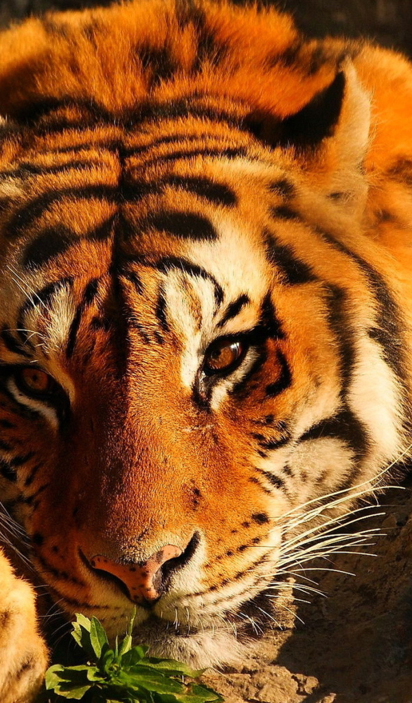 Тигр среди камней