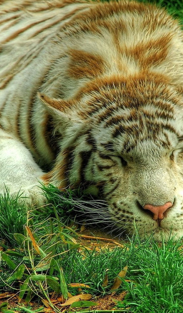 Белый тигр на траве