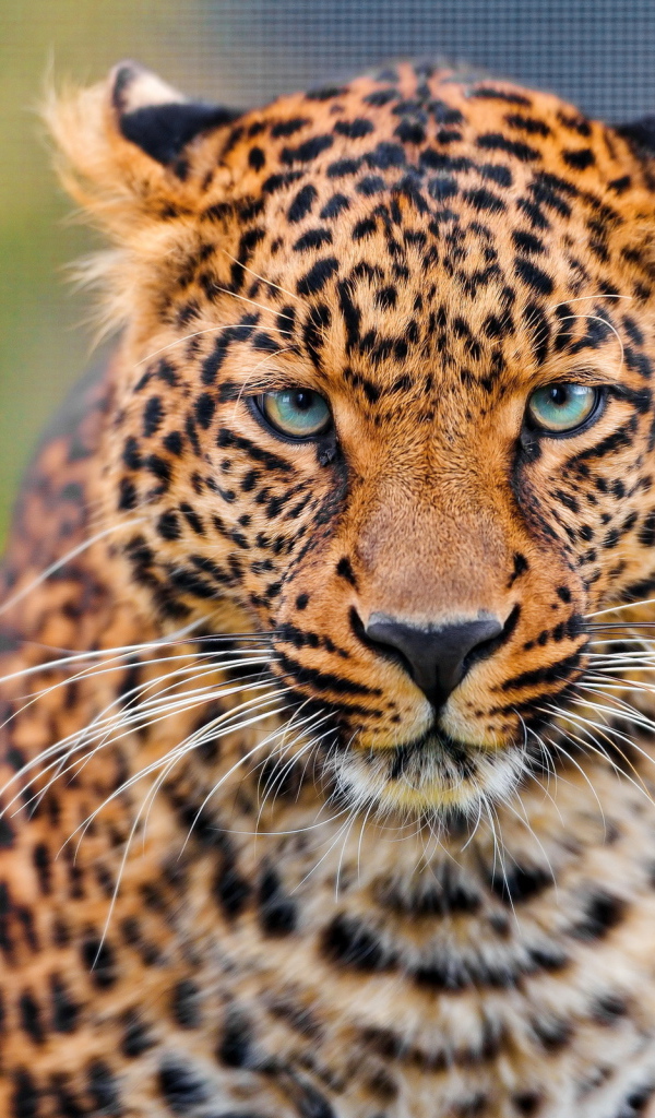 Дикая кошка