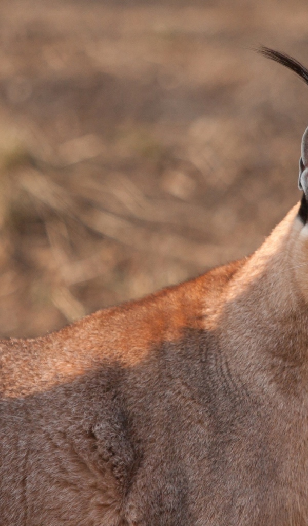 Дикая кошка