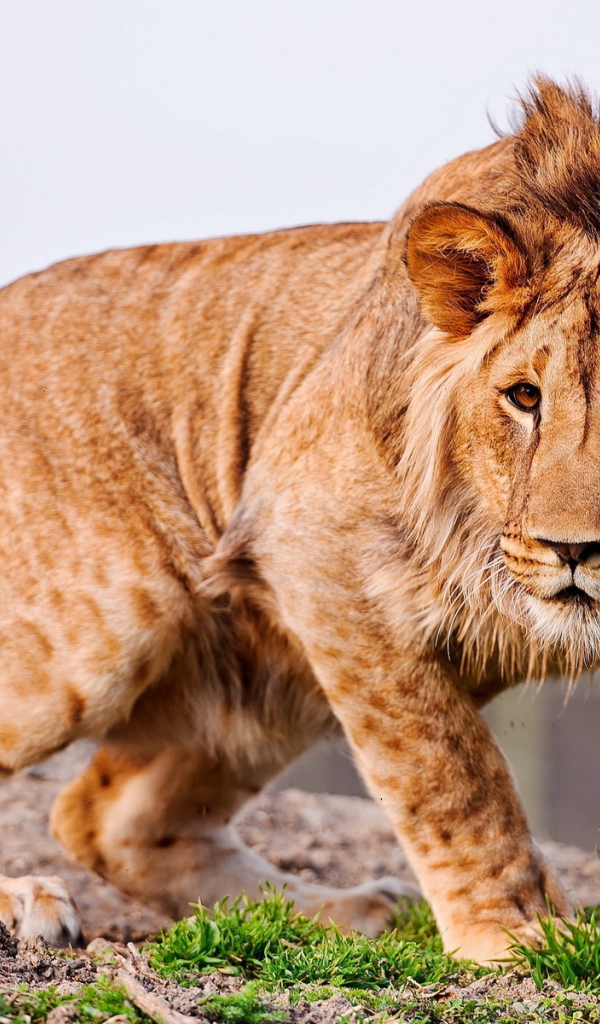 Молодой лев